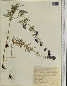 Aconitum delphinifolium DC., Siberia, Yakutia (S5) (Russia)