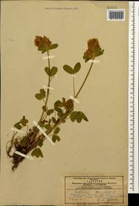 Trifolium canescens Willd., Caucasus, Armenia (K5) (Armenia)
