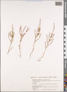 Ofaiston monandrum (Pall.) Moq., Eastern Europe, Eastern region (E10) (Russia)