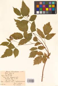 Rubus idaeus L., Eastern Europe, Northern region (E1) (Russia)