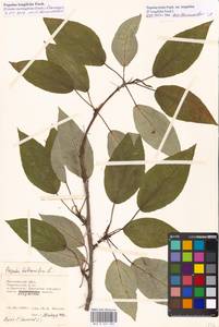Populus trichocarpa Torr. & A. Gray ex Hook., Eastern Europe, Moscow region (E4a) (Russia)