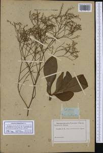 Limonium platyphyllum Lincz., Western Europe (EUR) (Not classified)