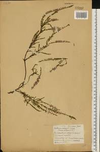 Calluna vulgaris (L.) Hull, Eastern Europe, Belarus (E3a) (Belarus)