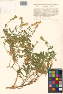 Silene foliosa Maxim., Siberia, Russian Far East (S6) (Russia)