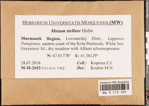 Mnium stellare Hedw., Bryophytes, Bryophytes - Karelia, Leningrad & Murmansk Oblasts (B4) (Russia)