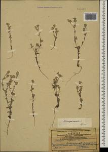 Bombycilaena erecta (L.) Smoljan., Caucasus, Azerbaijan (K6) (Azerbaijan)