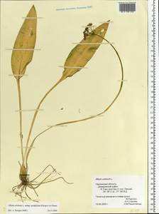 Allium ursinum L., Eastern Europe, Western region (E3) (Russia)