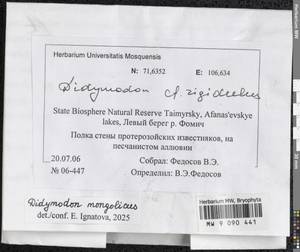 Didymodon mongolicus D.P. Zhao & T.R. Zhang, Bryophytes, Bryophytes - Krasnoyarsk Krai, Tyva & Khakassia (B17) (Russia)