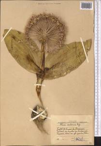 Allium karataviense Regel, Middle Asia, Western Tian Shan & Karatau (M3) (Uzbekistan)
