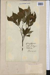 Cornus sanguinea L., Western Europe (EUR)