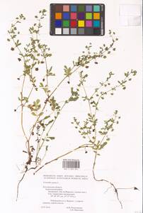 Potentilla supina L., Eastern Europe, Central forest-and-steppe region (E6) (Russia)