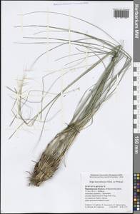 Stipa borysthenica Klokov ex Prokudin, Eastern Europe, Central forest-and-steppe region (E6) (Russia)