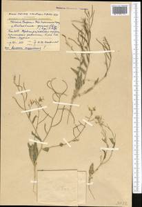 Malcolmia grandiflora (Bunge) Kuntze, Middle Asia, Syr-Darian deserts & Kyzylkum (M7) (Kazakhstan)