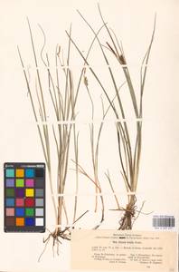 Carex livida (Wahlenb.) Willd., Eastern Europe, North-Western region (E2) (Russia)