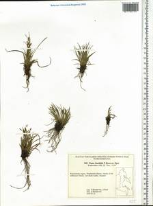 Carex capillaris subsp. fuscidula (V.I.Krecz. ex T.V.Egorova) Á.Löve & D.Löve, Siberia, Chukotka & Kamchatka (S7) (Russia)