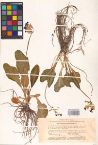 Primula veris subsp. macrocalyx (Bunge) Lüdi, Caucasus, North Ossetia, Ingushetia & Chechnya (K1c) (Russia)