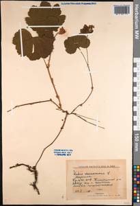 Rubus chamaemorus L., Siberia, Yakutia (S5) (Russia)