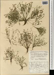 Juncus turkestanicus Krecz. & Gontsch., Mongolia (MONG) (Mongolia)