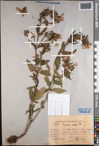 Pedicularis spicata, Siberia, Russian Far East (S6) (Russia)