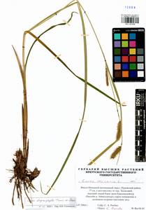 Carex drymophila Turcz., Siberia, Western Siberia (S1) (Russia)
