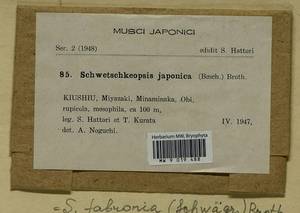 Schwetschkeopsis fabronia (Schwägr.) Broth., Bryophytes, Bryophytes - Asia (outside ex-Soviet states) (BAs) (Japan)