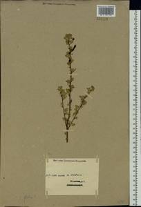 Caragana frutex (L.) K.Koch, Siberia, Western (Kazakhstan) Altai Mountains (S2a) (Kazakhstan)