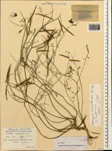 Astragalus haesitabundus Lipsky, Caucasus, North Ossetia, Ingushetia & Chechnya (K1c) (Russia)