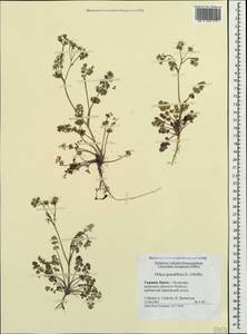 Orlaya grandiflora (L.) Hoffm., Crimea (KRYM) (Russia)