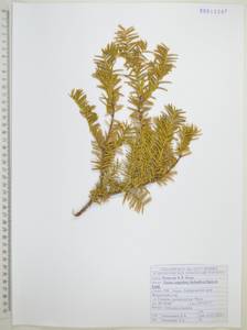 Taxus cuspidata Siebold & Zucc., Siberia, Russian Far East (S6) (Russia)
