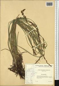 Carex paniculata L., Western Europe (EUR) (Denmark)