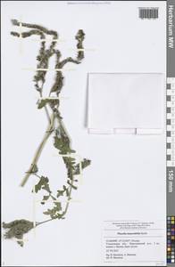 Phacelia tanacetifolia Benth., Eastern Europe, Middle Volga region (E8) (Russia)