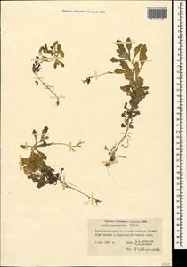 Arabis caucasica Willd., Crimea (KRYM) (Russia)