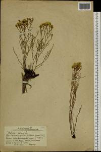 Limonium aureum (L.) Chaz., Siberia, Altai & Sayany Mountains (S2) (Russia)