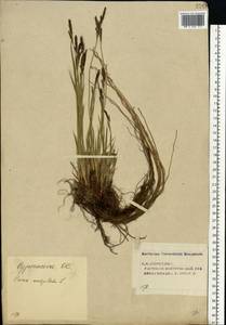 Carex cespitosa L., Eastern Europe, Volga-Kama region (E7) (Russia)