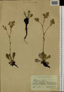 Goniolimon speciosum (L.) Boiss., Siberia, Altai & Sayany Mountains (S2) (Russia)