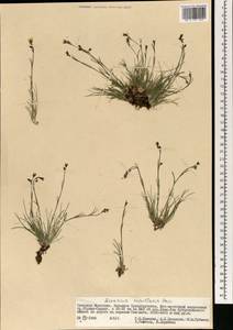 Eremogone capillaris (Poir.) Fenzl, Mongolia (MONG) (Mongolia)