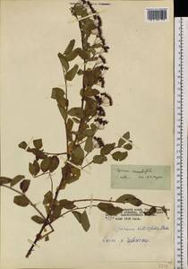 Spiraea chamaedryfolia L., Siberia, Altai & Sayany Mountains (S2) (Russia)