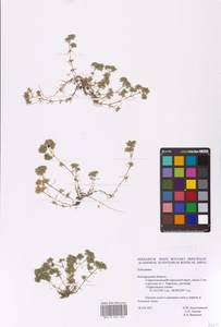 Scleranthus, Eastern Europe, Central forest-and-steppe region (E6) (Russia)