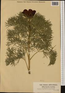 Paeonia tenuifolia L., Western Europe (EUR) (Romania)