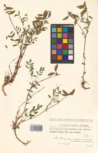 Astragalus frigidus (L.) A.Gray, Siberia, Chukotka & Kamchatka (S7) (Russia)