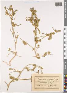 Corispermum sibiricum Iljin, Siberia, Baikal & Transbaikal region (S4) (Russia)