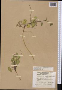 Calystegia soldanella (L.) R. Br., America (AMER) (Canada)