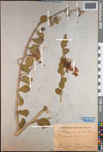 Capparis spinosa, Middle Asia, Syr-Darian deserts & Kyzylkum (M7) (Uzbekistan)