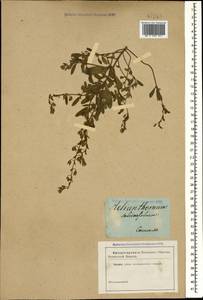Helianthemum salicifolium (L.) Miller, Caucasus (no precise locality) (K0)