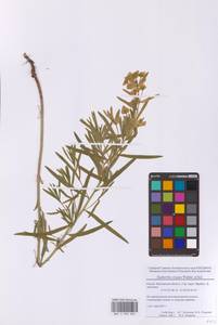 Euphorbia virgata Waldst. & Kit., Eastern Europe, Moscow region (E4a) (Russia)