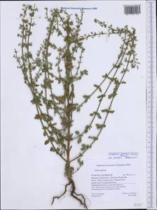 Clinopodium nepeta (L.) Kuntze, Western Europe (EUR) (Greece)
