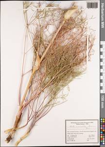 Ferula macrocolea (Boiss.) Boiss., South Asia, South Asia (Asia outside ex-Soviet states and Mongolia) (ASIA) (Iran)