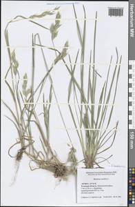 Bromus hordeaceus L., Eastern Europe, Central region (E4) (Russia)