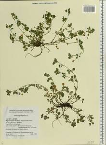 Medicago lupulina L., Eastern Europe, Central forest-and-steppe region (E6) (Russia)