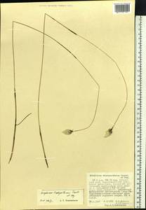 Eriophorum brachyantherum Trautv. & C.A.Mey., Siberia, Russian Far East (S6) (Russia)